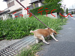 conv0025.JPG