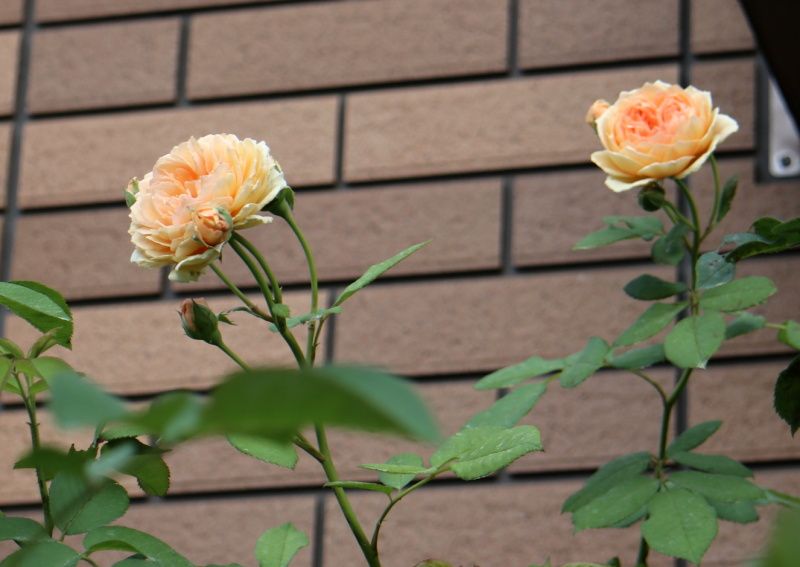 クラウンプリンセスマルガリータ バラと可愛い花たち 楽天ブログ