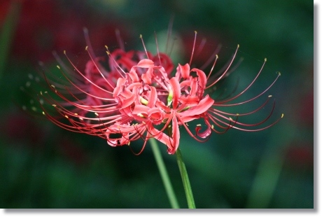 動橋川-5 ヒガンバナ-5 13.9.24