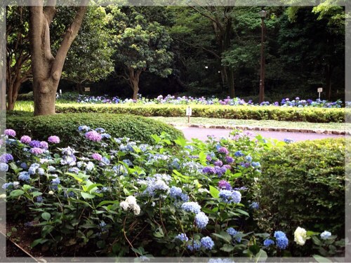 久良岐公園の紫陽花