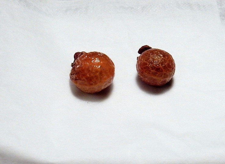 ムクロジ11.JPG