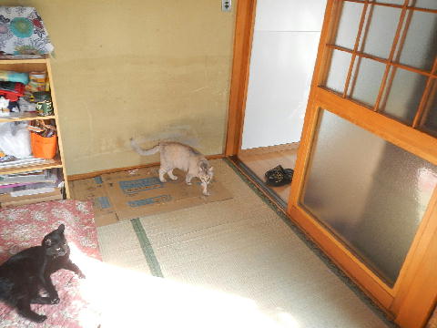 猫１.JPG