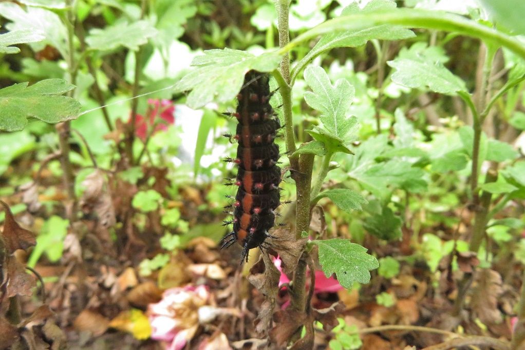 庭でツマグロヒョウモンの幼虫と蛹 アシナガギンバエ カマキリの赤ちゃん 庭の花 アジサイ 月下美人 大分金太郎の花鳥蝶月 楽天ブログ