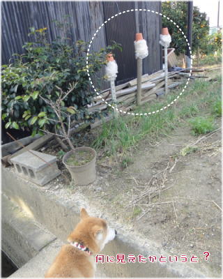 餅風2.jpg