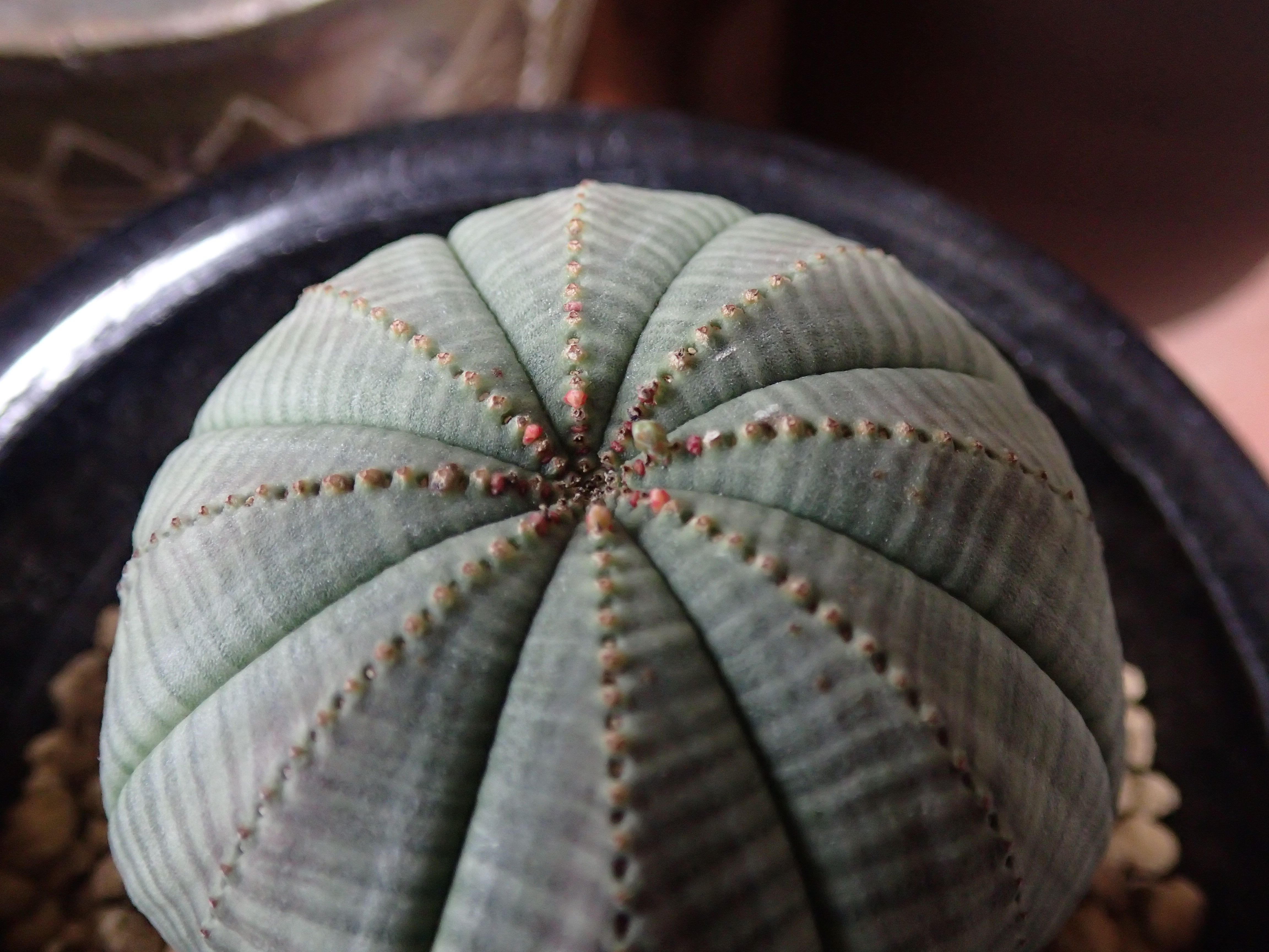 オベサ花芽 パピヨンの植物成長日記 楽天ブログ