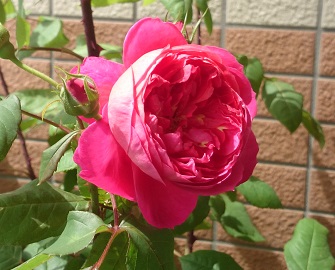 DSC_0021.JPG