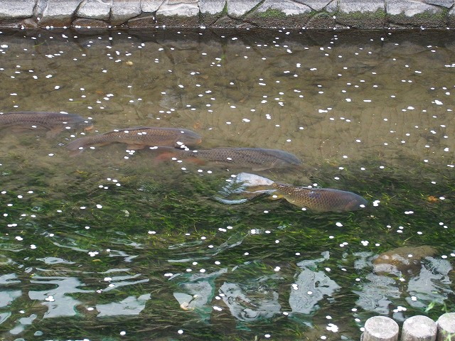 P4030400.jpg