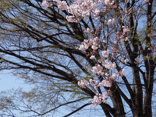 サクラ1590.jpg