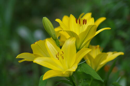 昭和記念公園のゆりの花