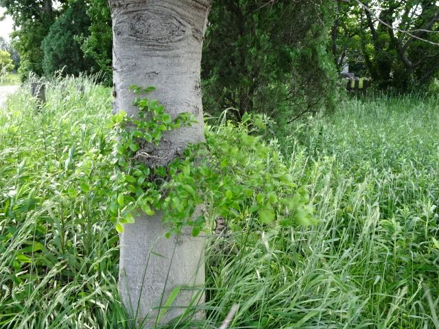 実のなる木 あんず の ブログ 楽天ブログ
