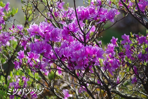 旧芝離宮恩賜庭園