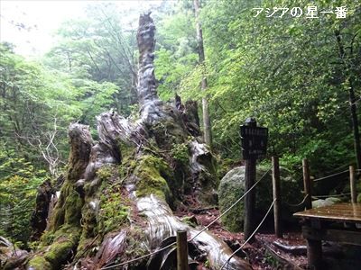 20160601 縄文杉10