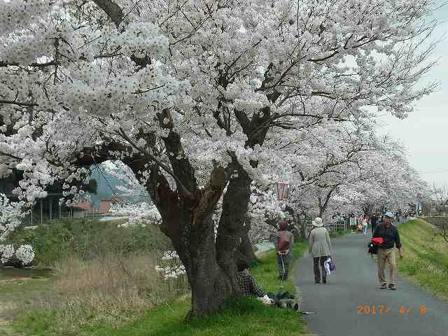 法勝寺桜