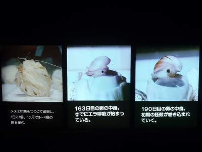 鳥羽水族館2014年11月下旬20　オウムガイの卵