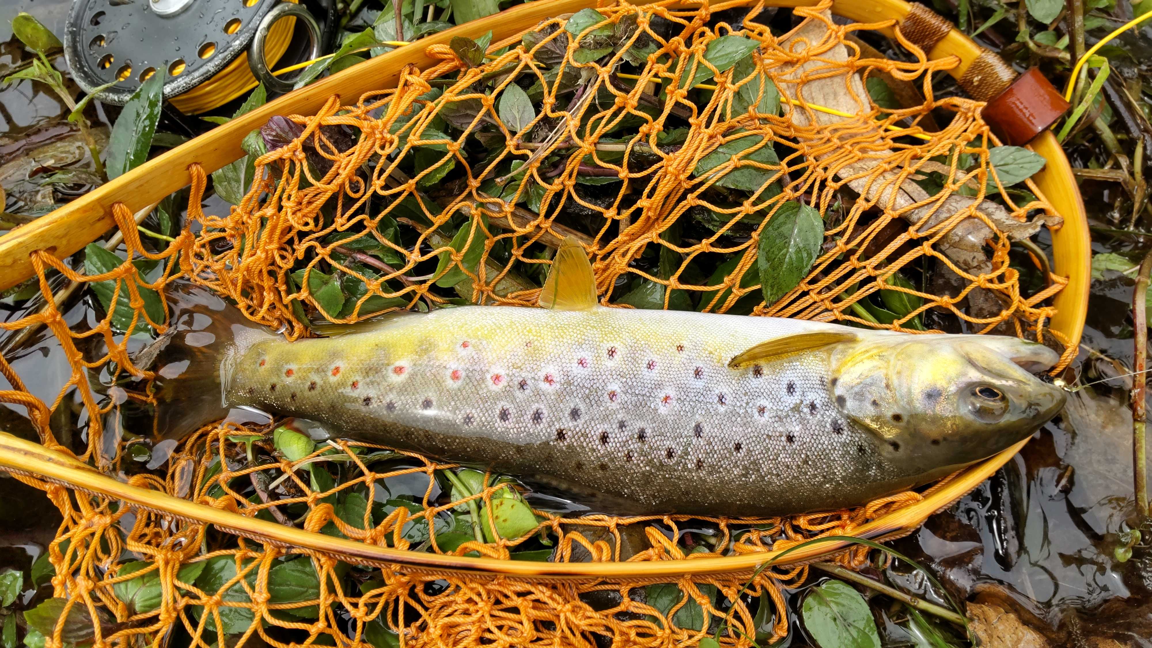 Bece Fish 湯原漁協事務所 ニジマス自然釣り場② | Fly Fishing《竹竿倶楽部》 - 楽天ブログ