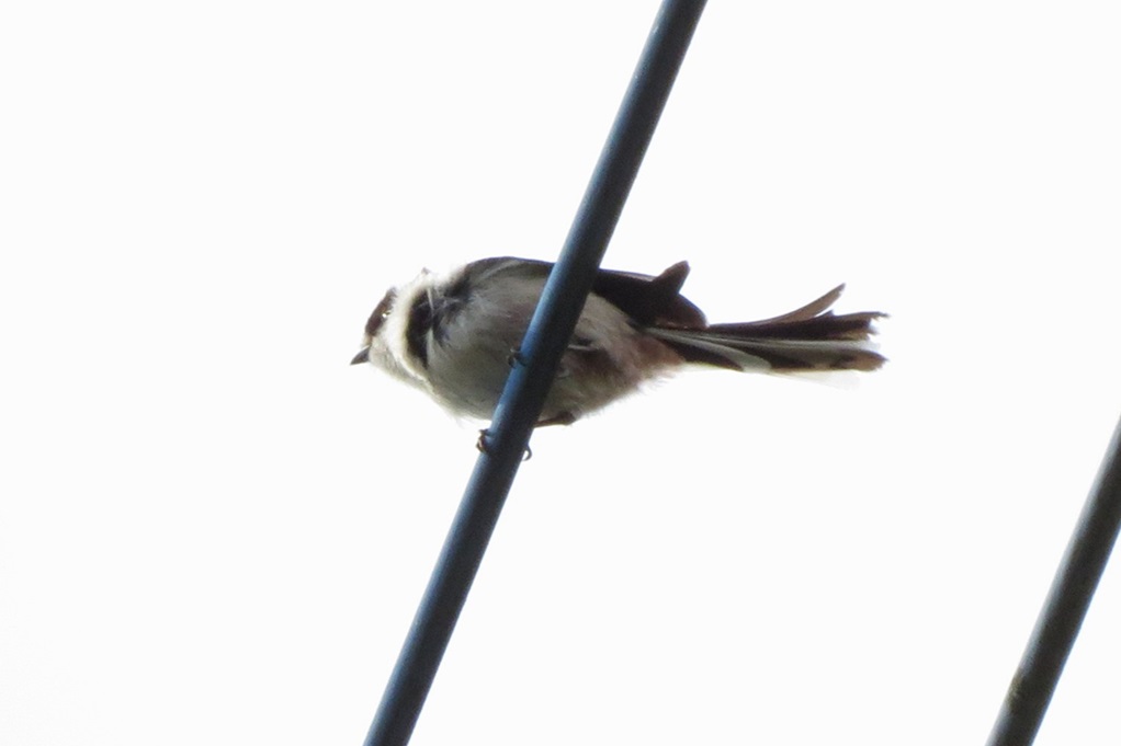 515