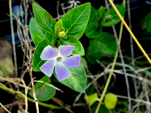 ツルニチニチソウの花