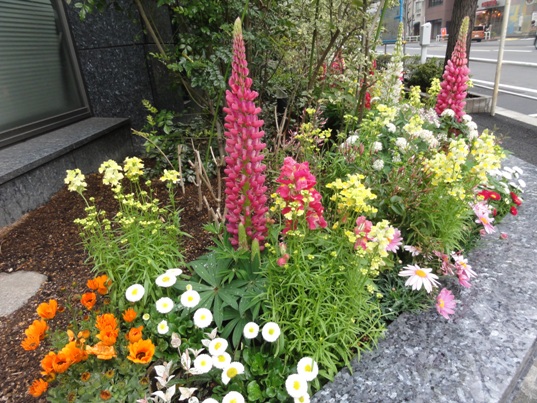 ビルの花壇２.jpg
