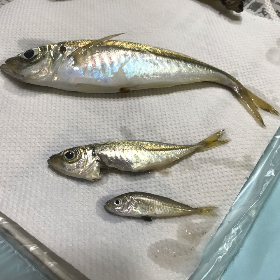 新潟 名立港でサビキ釣り Cats Fishing 楽天ブログ