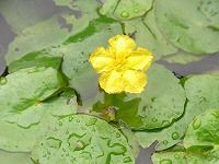 誕生花のないアサザ 浅沙 の花言葉 信頼 ため池などに群生して咲き続ける しとやかな 黄花 弥生おばさんのガーデニングノート 花と緑の365日 楽天ブログ