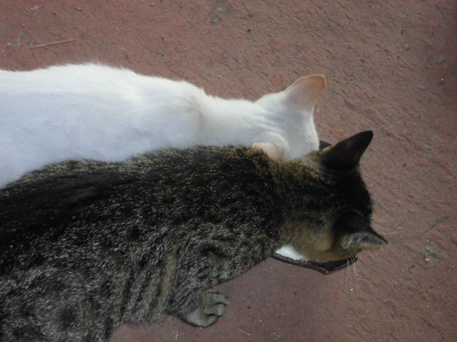 CIMG0379.JPG