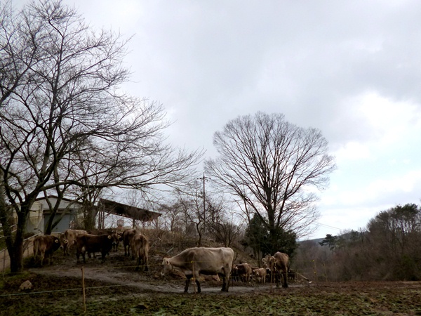 吉田牧場