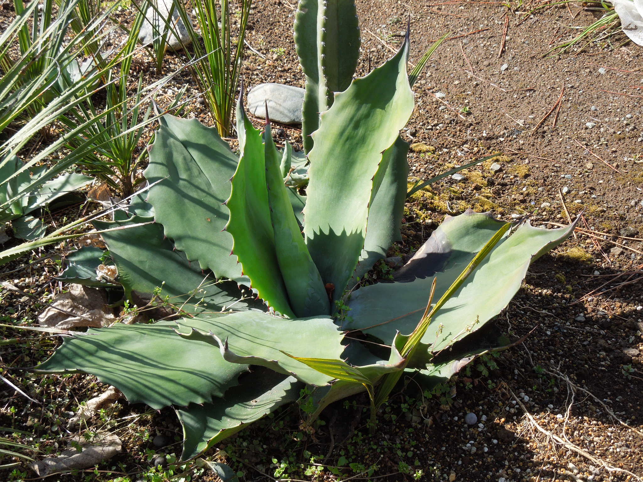 Amazon.co.jp: Agave salmiana v.feroxCrazy Horse アガベ