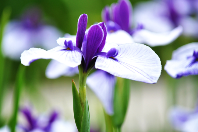 菖蒲４