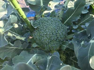ブロッコリーにアブラムシ キャベツにヨトウムシが チョロミィの家庭菜園日記 楽天ブログ