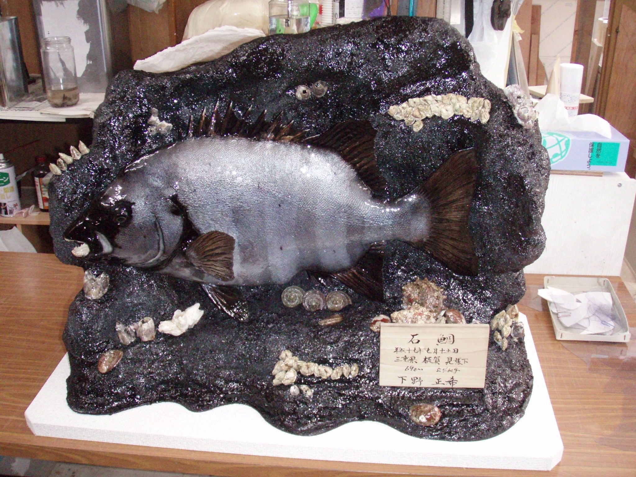 下野さんの石鯛 | 魚類剥製専門 飛魚丸 かびちゃん！！ - 楽天ブログ