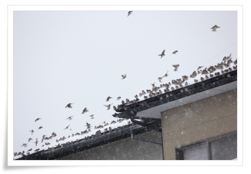 スズメの大群-8 14.2.5