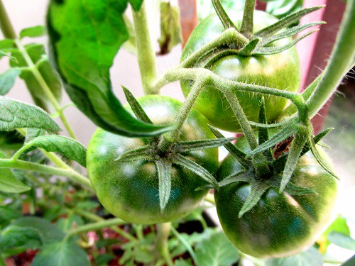 トマトの初収穫