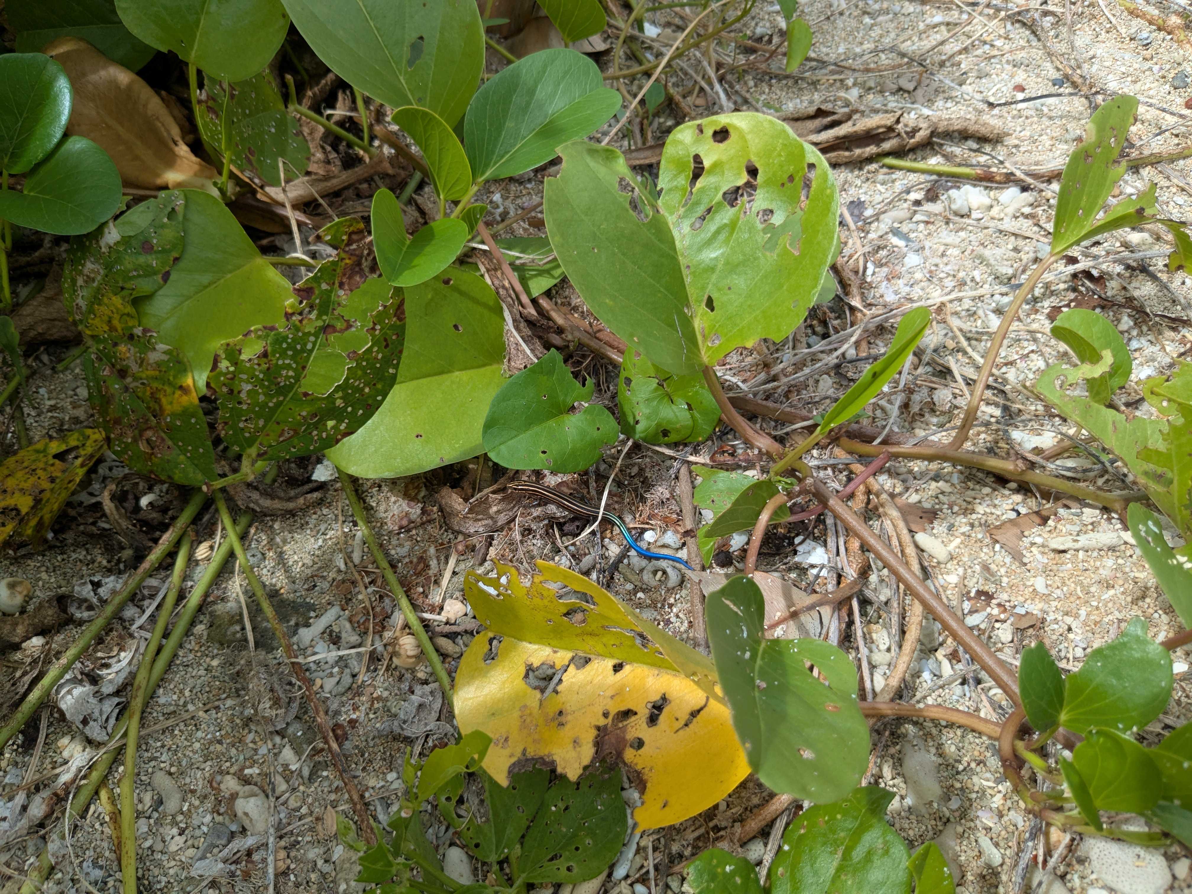 石垣島　家族連れビーチ　米原ビーチ　イシガキトカゲ