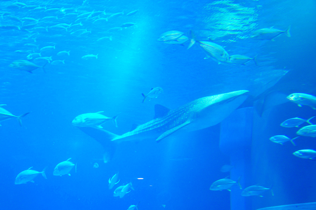 魚５