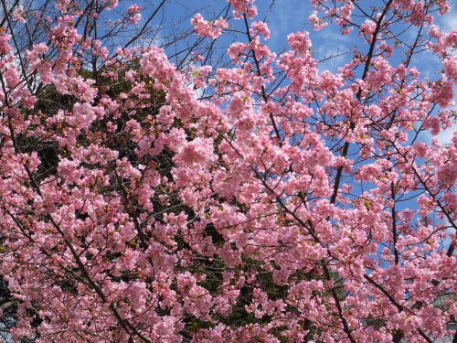 河津桜