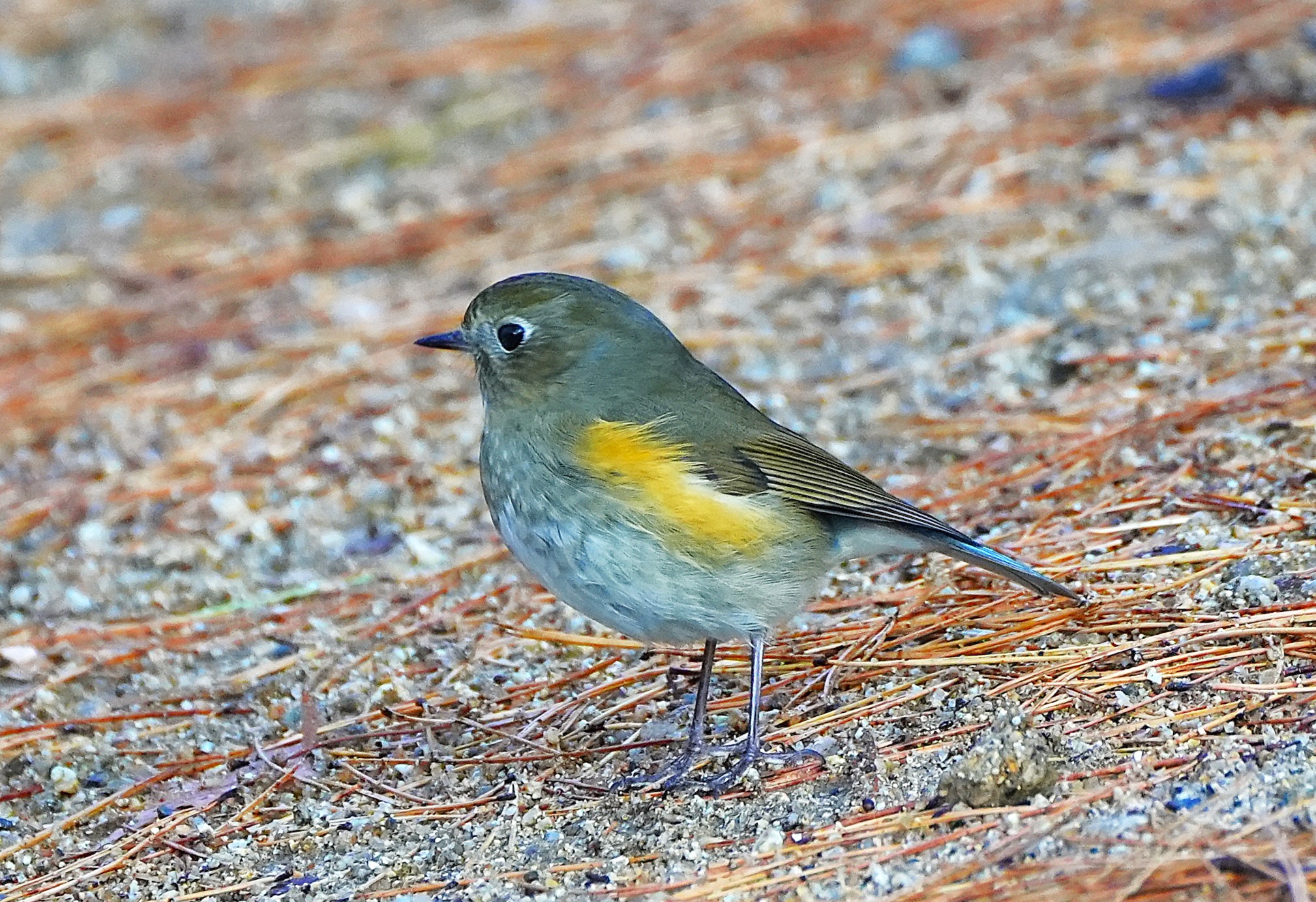 2025-01-07-神戸市立森林植物園 その2）ルリビタキ♂♀ ジョウビタキ