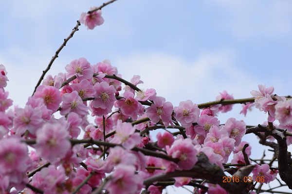 DSC_0095.JPG