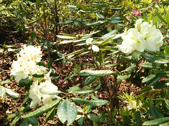 c0152507_423794.jpg