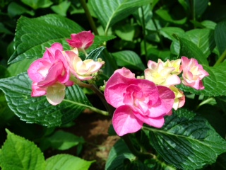 紫陽花1.JPG