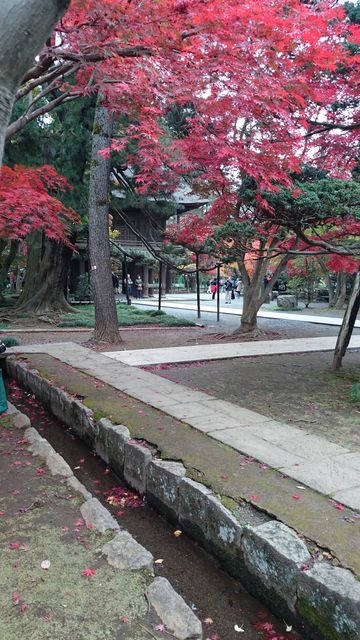 2015-11-22 10.01.08.jpg