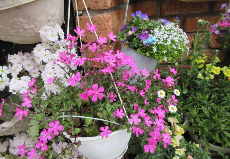 シレネピンクパンサーも微妙に違う 花友達と過ごす花談議 狭い庭を花いっぱいにする育て方 楽天ブログ
