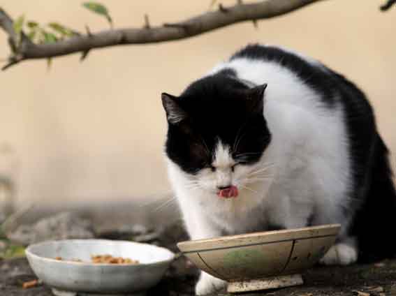 我が家のニャンコ♪2014/01/14-3