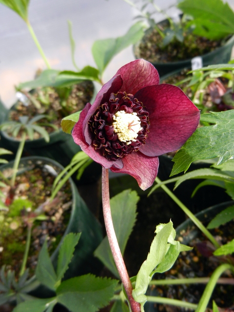 DSCN1205.JPG