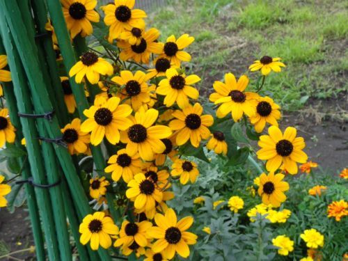 元気だったサフィニア ルドベキアタカオの骨折 アリッサム移植の大失敗 小さな花宇宙 そして それから 老いふたりの小宇宙 楽天ブログ