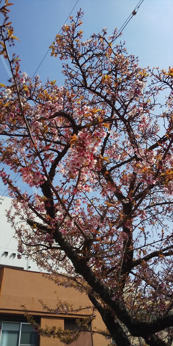 19年2月下旬 熱海海釣り公園 パックロッド生活 楽天ブログ