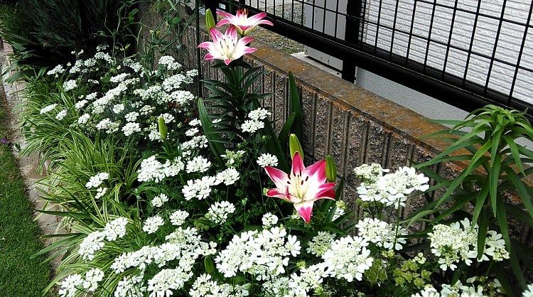 南の庭の花 Miraiの庭 つれづれに 楽天ブログ