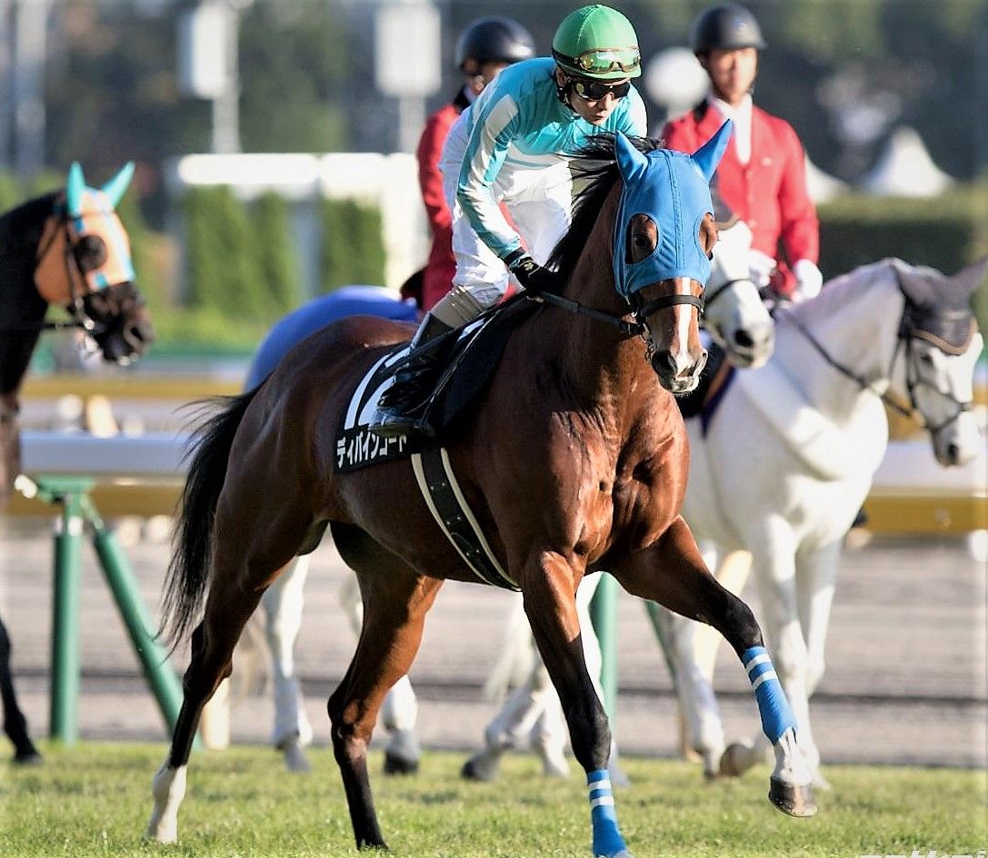 ディバイン君 一発かましてやりましょう 彡 ミノルロドリゴの一口馬主ブログ 楽天ブログ