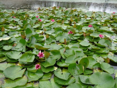 諏訪湖の睡蓮 湿地の蓮の花がきれいです 画像付 諏訪湖のほとり 山岡弘道ノート 楽天ブログ