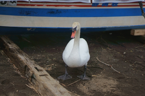 白鳥ボート2.JPG