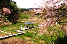 20140428一刎水芭蕉園.jpg